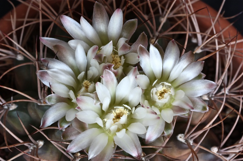 Gymnocalycium pungens 