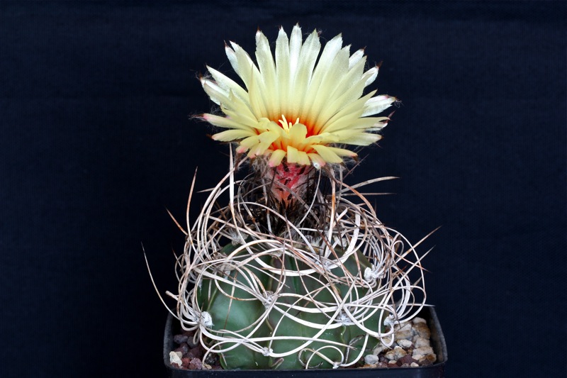 Astrophytum capricorne v. senile 