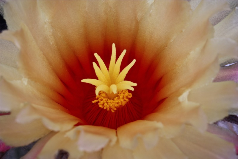 Astrophytum capricorne v. crassispinum 