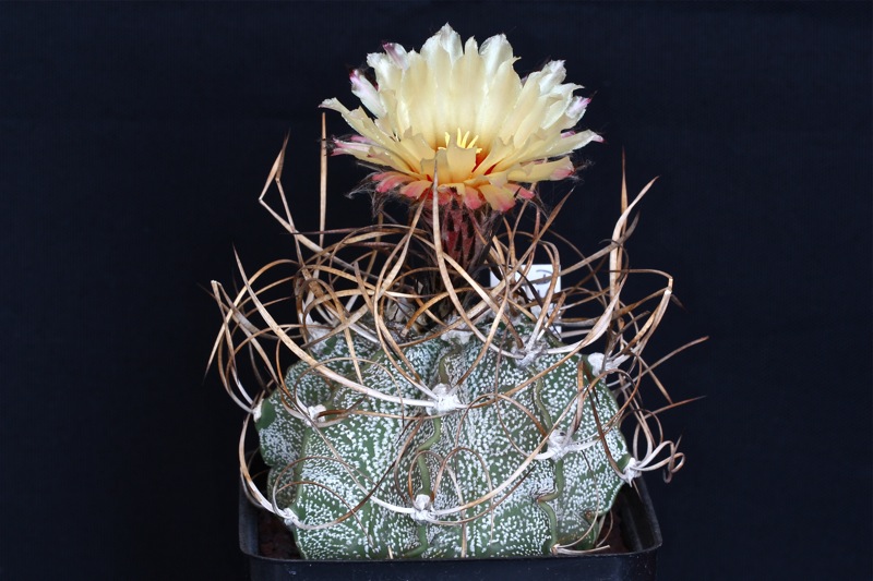 Astrophytum capricorne v. crassispinum 