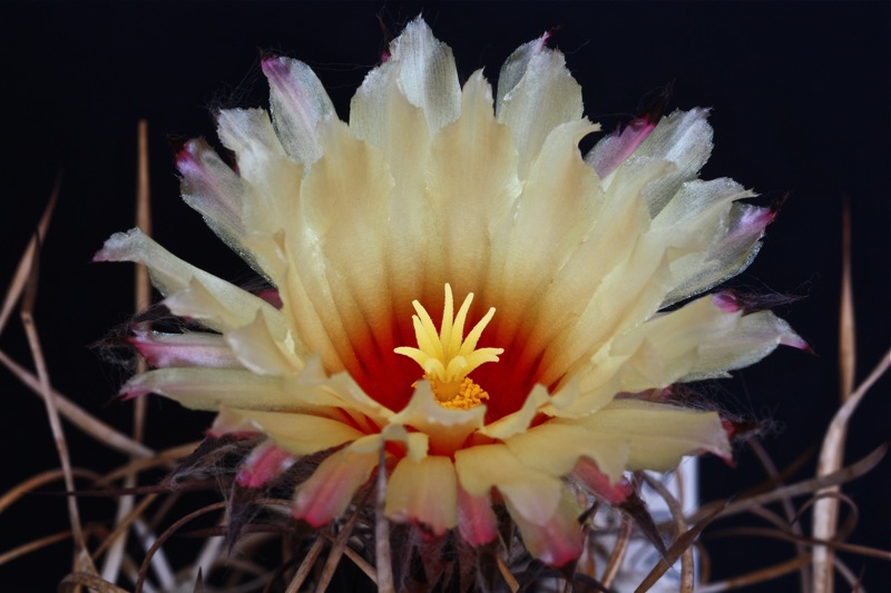 Astrophytum capricorne v. crassispinum 