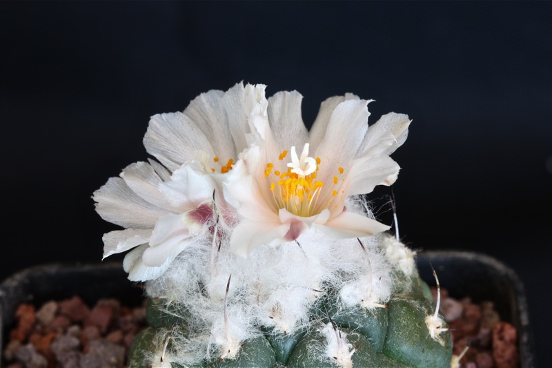 Turbinicarpus lophophoroides 