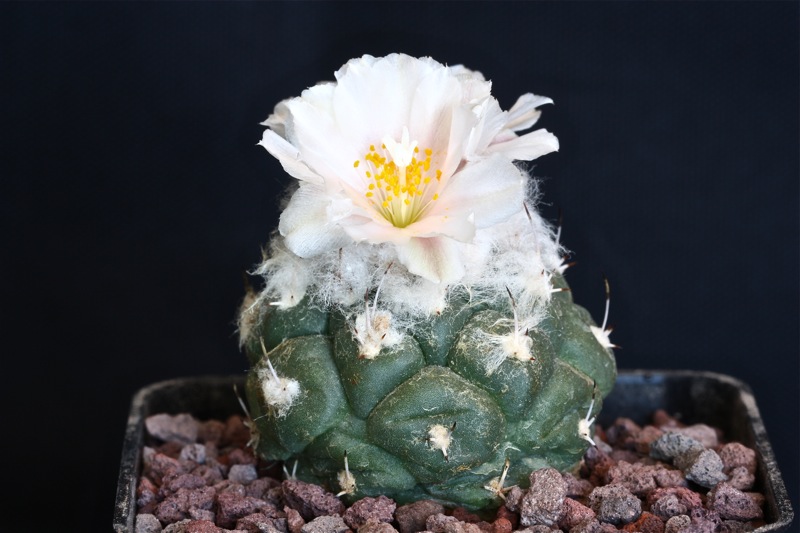 Turbinicarpus lophophoroides 