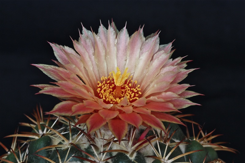 Coryphantha elephantidens 