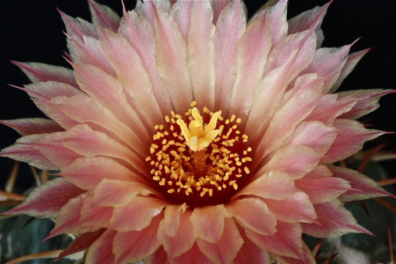 Coryphantha elephantidens 