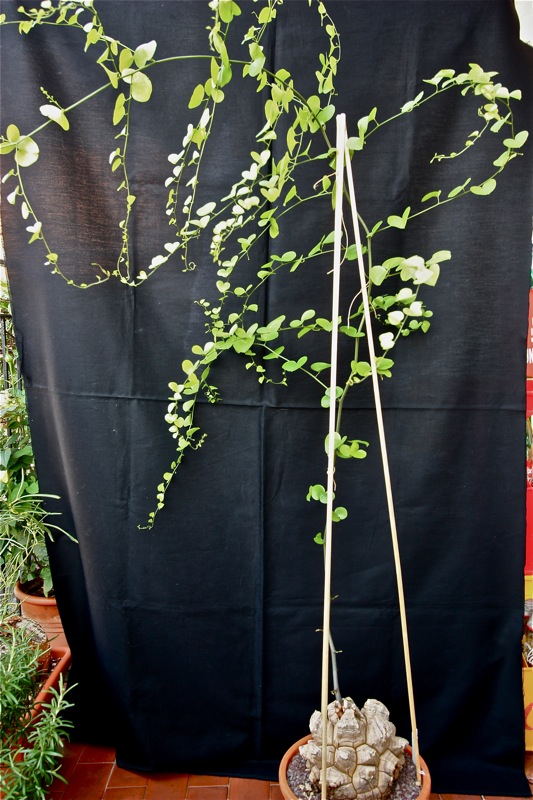 Dioscorea elephantipes 