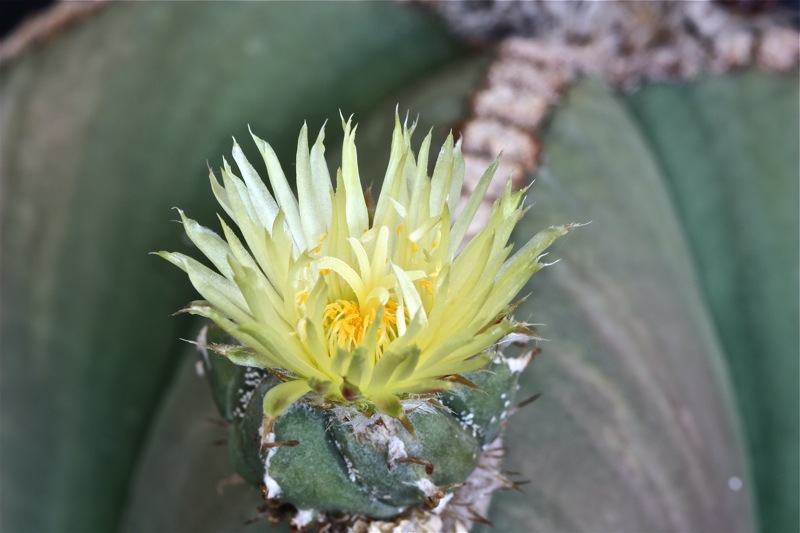 Astrophytum myriostigma v. nudum 