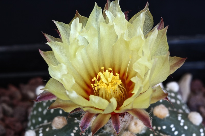 Astrophytum asterias 