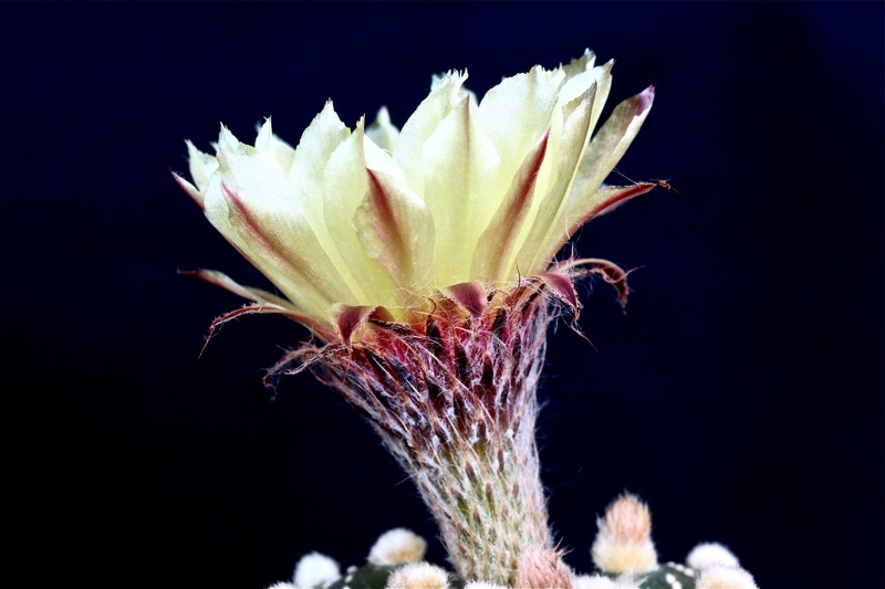 Astrophytum asterias 