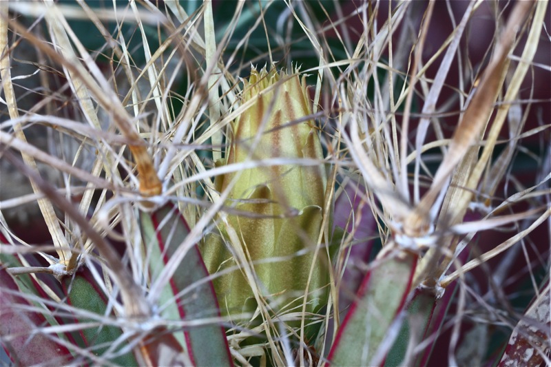 Leuchtenbergia principis 