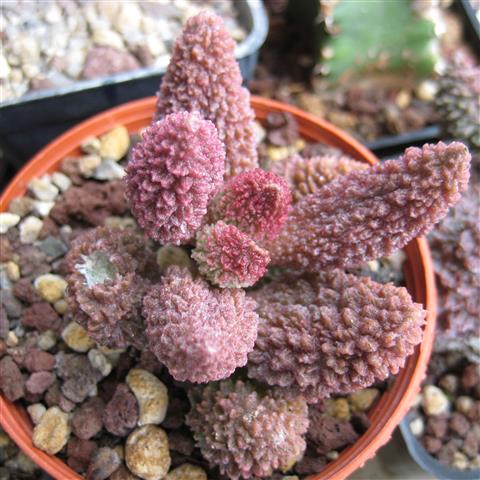 Adromischus marianae 