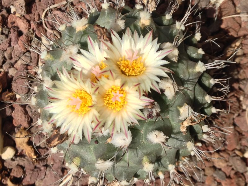 Turbinicarpus swobodae 