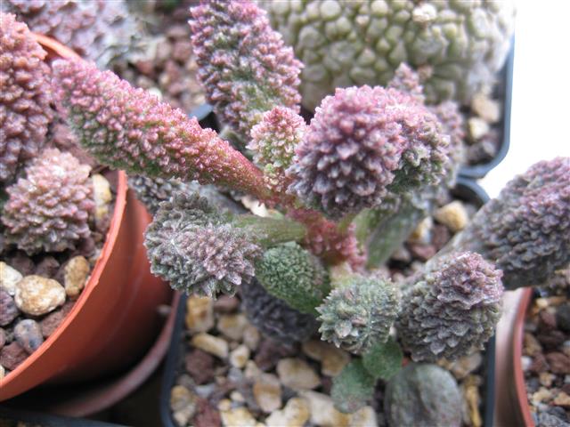 Adromischus marianae 