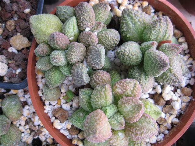 Adromischus marianae 