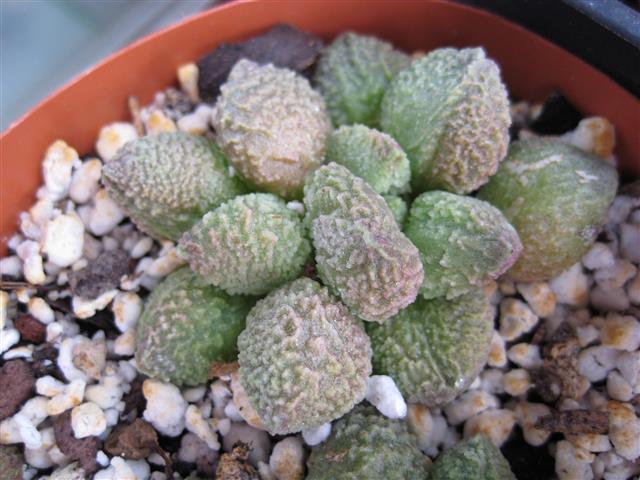 Adromischus marianae 