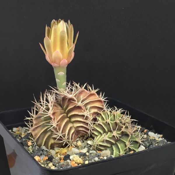 Gymnocalycium mihanovichii v. stenogonum 