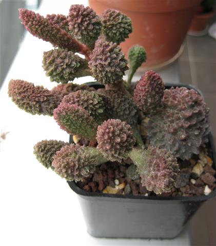 Adromischus marianae 