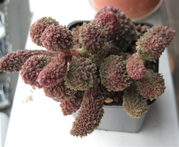 Adromischus marianae 