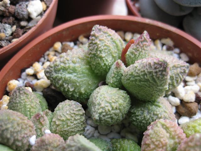 Adromischus marianae 