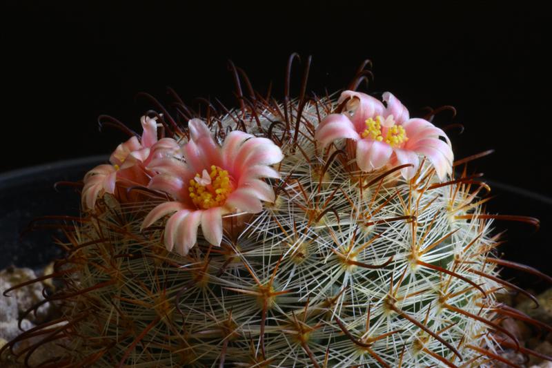 Mammillaria jaliscana 