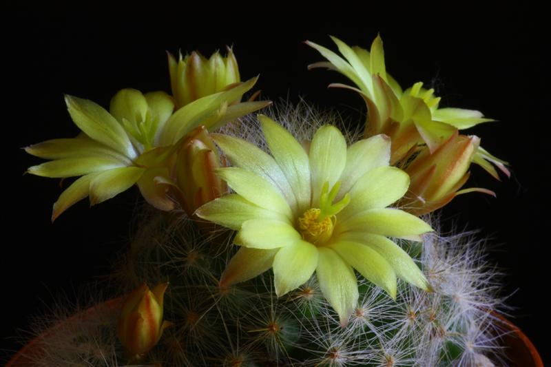 Mammillaria baumii 