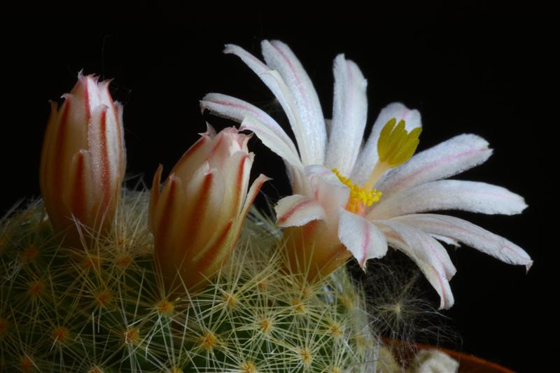 Mammillaria lenta 