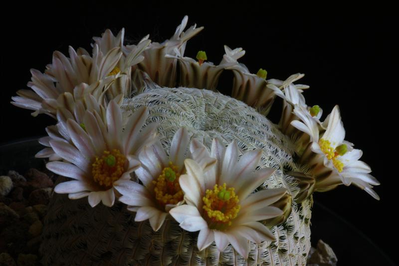 Mammillaria pectinifera 