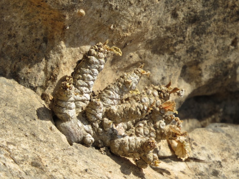 Dorstenia foetida 