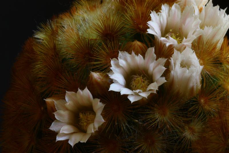 Mammillaria carmenae cv. Rubra 