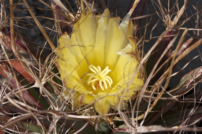 Leuchtenbergia principis 