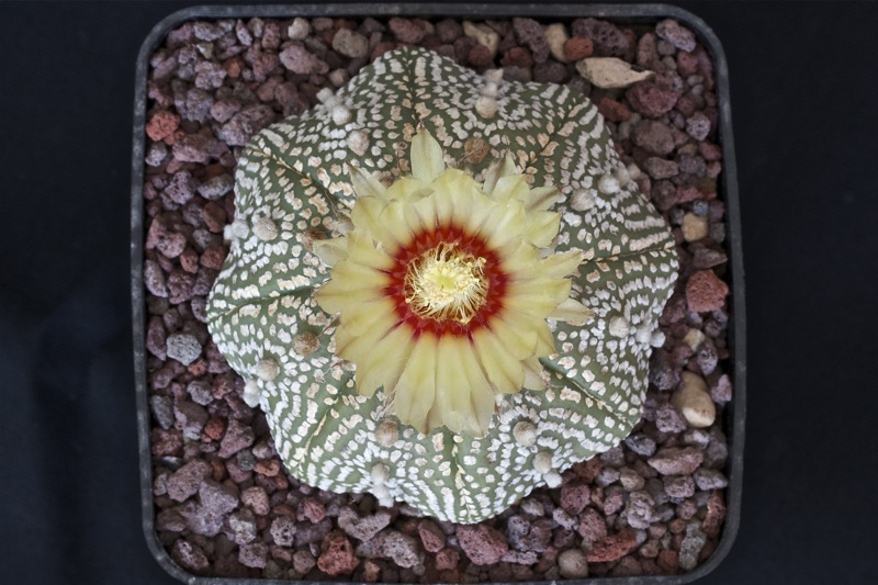 Astrophytum asterias cv. super kabuto star shape 