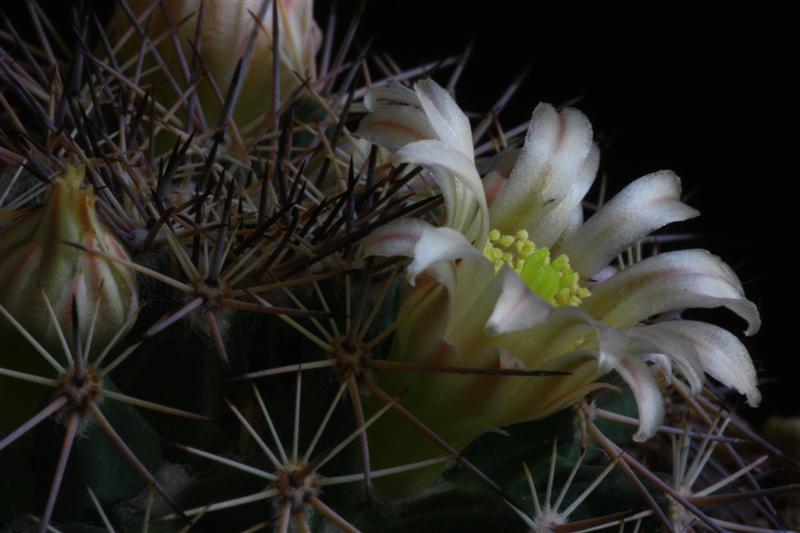 Mammillaria heyderi 