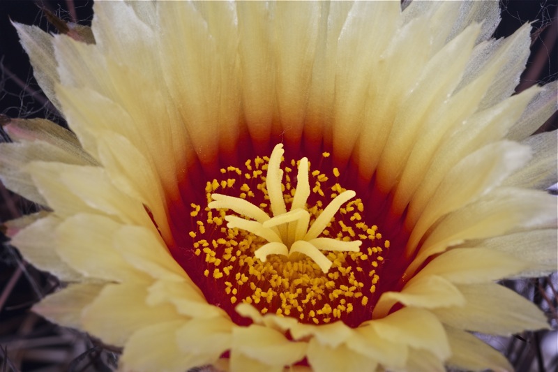 Astrophytum capricorne 