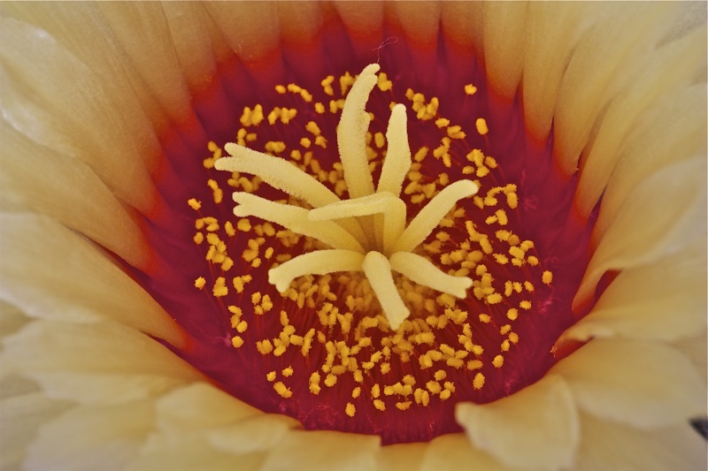 Astrophytum capricorne 