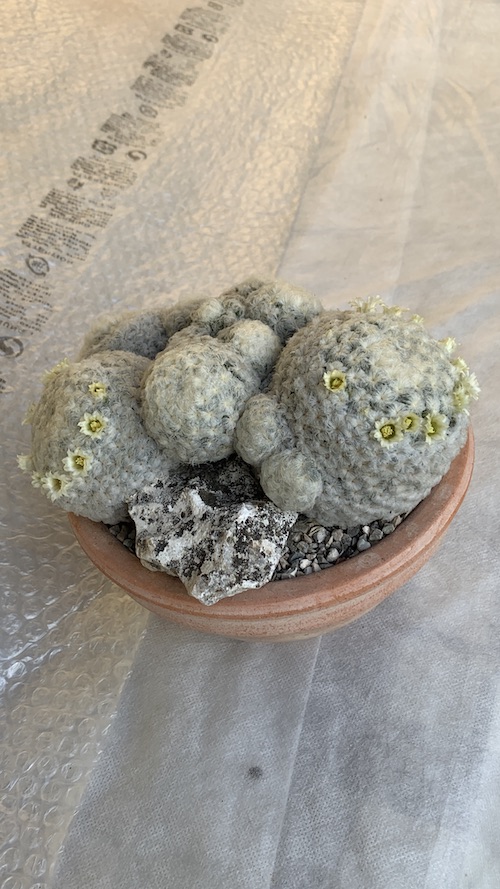 Mammillaria plumosa  