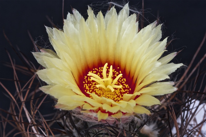 Astrophytum capricorne 