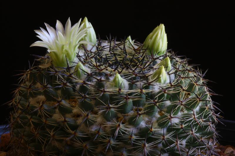 Mammillaria formosa 