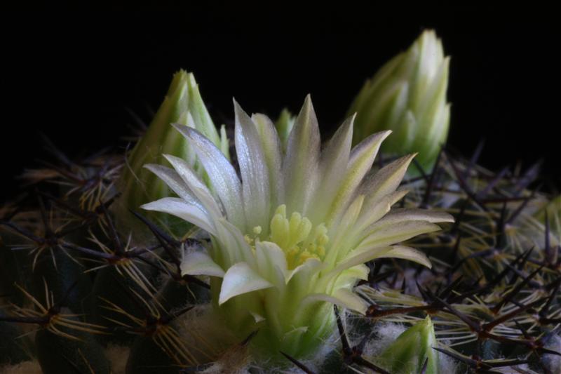 Mammillaria formosa 