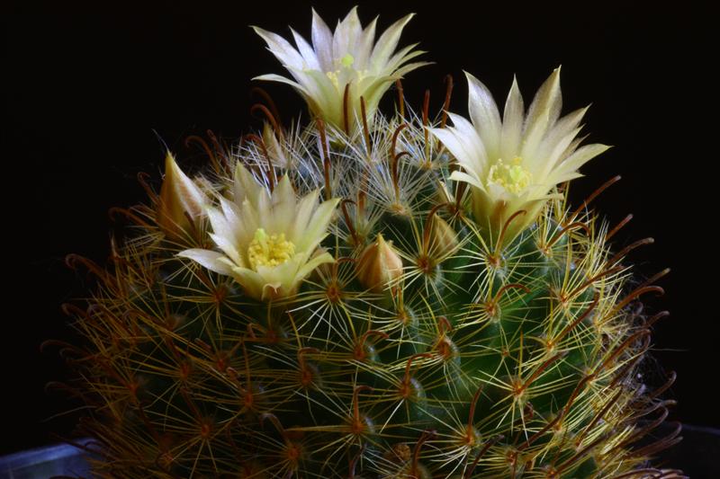 Mammillaria monancistracantha v. chrysacantha 