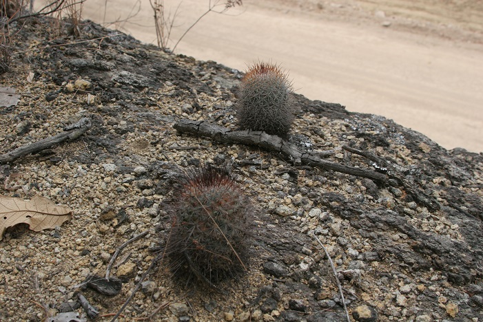 Mammillaria albrechtiana WTH 1001