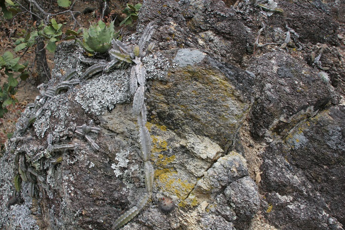 Mammillaria albrechtiana WTH 1001