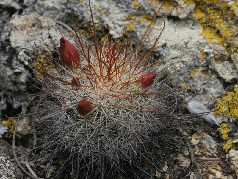 Mammillaria albrechtiana WTH 1001