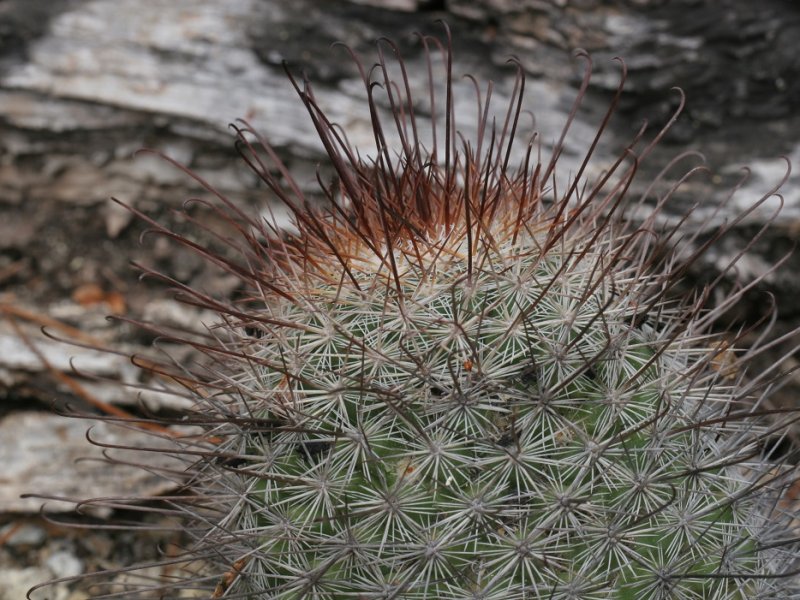 Mammillaria albrechtiana WTH 1001