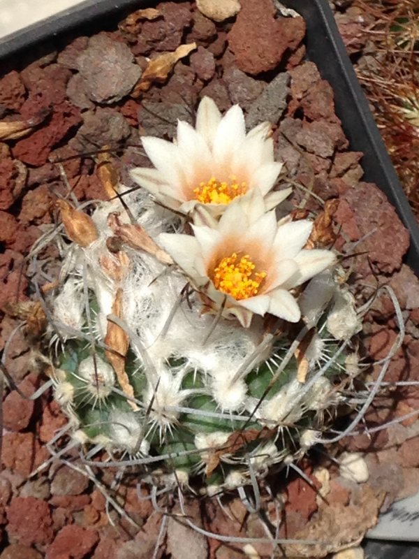 Turbinicarpus dickisoniae 