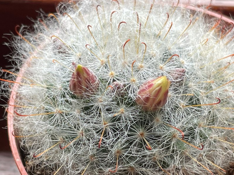 Mammillaria bocasana 