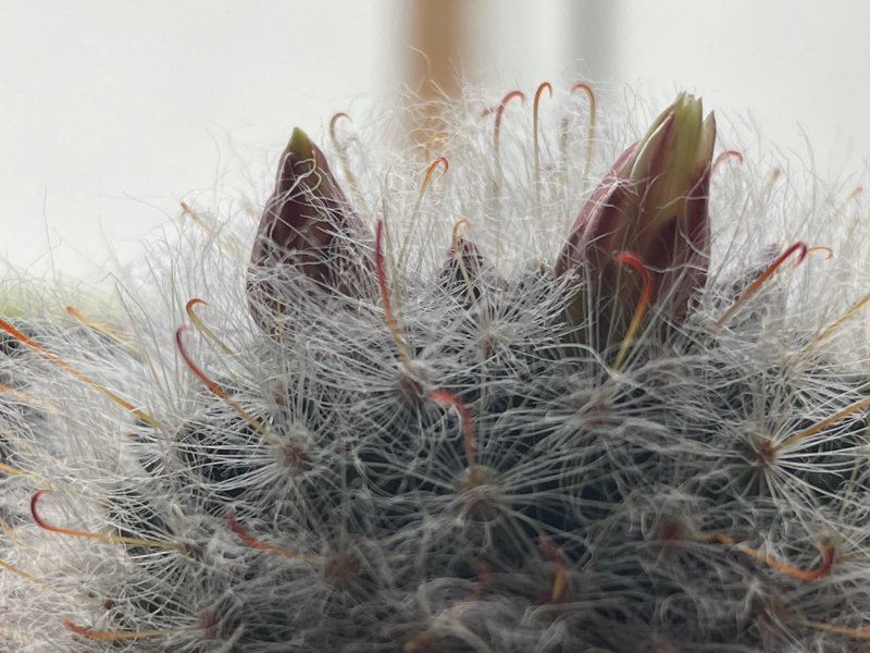 Mammillaria bocasana 