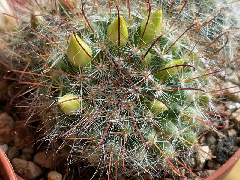 Mammillaria nana 