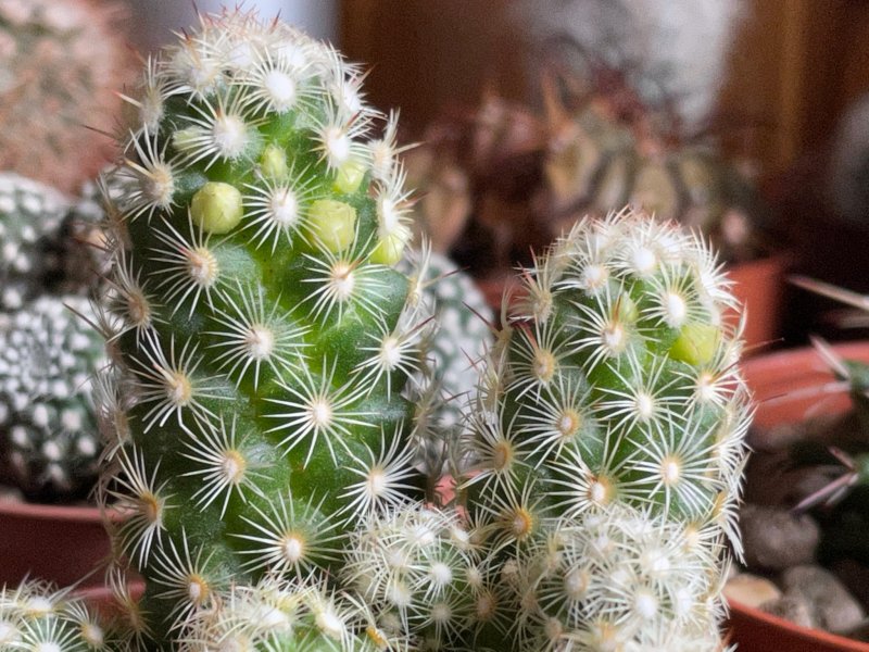 Mammillaria elongata 