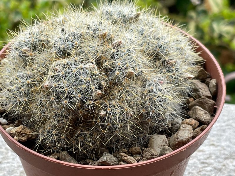 Mammillaria prolifera 