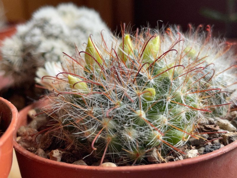 Mammillaria nana 